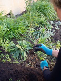 Gardener wearing gloves removing weed roots during urban gardening activity