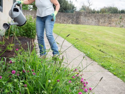 Senior gardener watering plants with watering can in garden