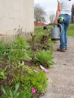 Woman watering plants in a backyard garden, taking care of her flowers and vegetables