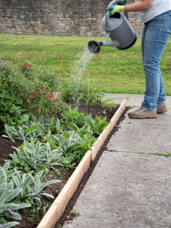 Gardener wearing gloves is watering plants in a raised flower bed using a watering can
