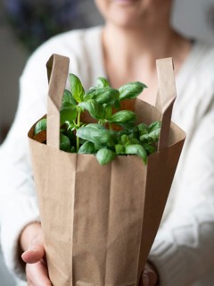 Woman offering fresh basil plant in a brown paper bag