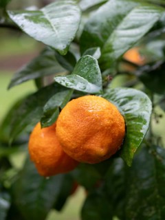 Two ripe oranges covered with raindrops hanging on a tree branch, ready to be harvested