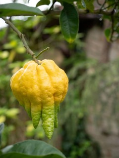 Close-up of a ripe buddha's hand citron fruit hanging from a branch, showcasing its unique