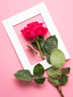 Beautiful pink rose with green leaves arranged on a pink background and placed through a white