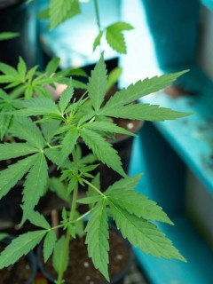 Close-up of a young cannabis plant growing in a pot, highlighting its vibrant green leaves and the