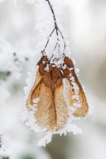 Ice crystals from roarfrost on Amur maple (Acer tataricum subsp. ginnala) seeds at sunshine in