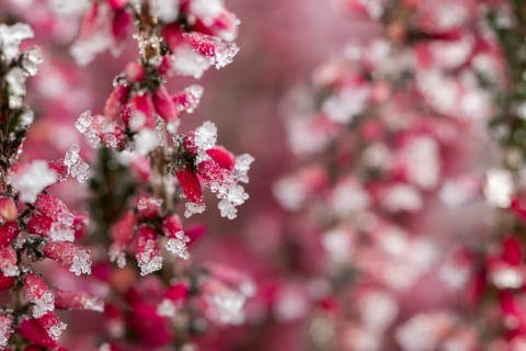 Ice crystals from roarfrost on a winter-flowering heather (Erica carnea) branch at sunshine in