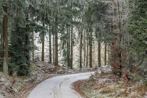 Forest road going through a mixed forest white from roarfrost on a sunny day in winter, Bavaria,