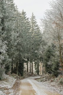 Forest road going through a mixed forest white from roarfrost on a sunny day in winter, Bavaria,
