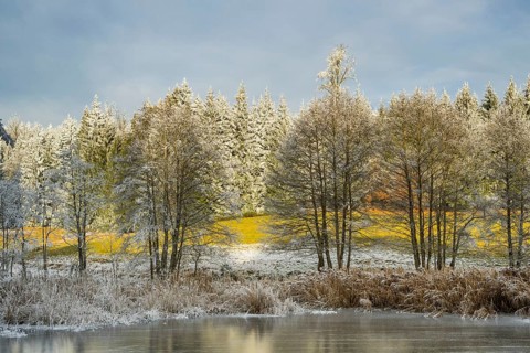 A frozen pont in a valley surrounded by a mixed forest with norway spruce (Picea abies) and