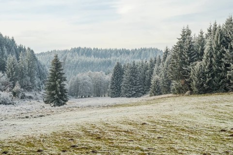 Meadow in a valley surrounded by a mixed forest with norway spruce (Picea abies) and European beech