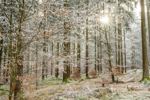 Mixed forest with norway spruce (Picea abies) and European beech (Fagus sylvatica) white from