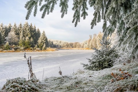 A frozen pont in a valley surrounded by a mixed forest with norway spruce (Picea abies) and