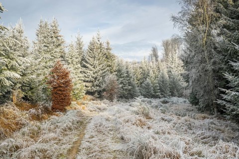 Walking trail going through a mixed forest white from roarfrost on a sunny day in winter, Bavaria,