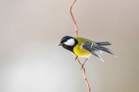 Great tit (Parus major) sitting on a branch, Bavaria, Germany