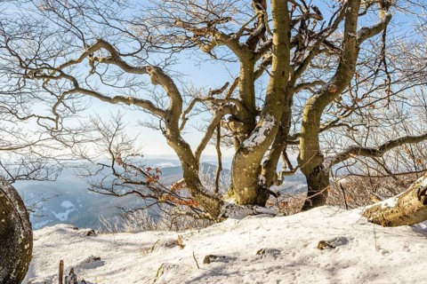 European beech (Fagus sylvatica) trees in a forest with hoarfrost on the branches in winter, Vápec,