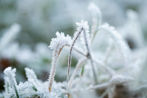 Ice crystals from roarfrost on grass blades in winter, Bavaria, Germany