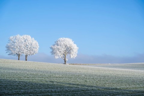 Silver lime trees (Tilia tomentosa) with hoarfrost on the branches standing on a meadow on a sunny