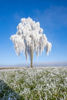 Silver birch (Betula pendula) standing on a meadow with hoarfrost on the branches in front of blue