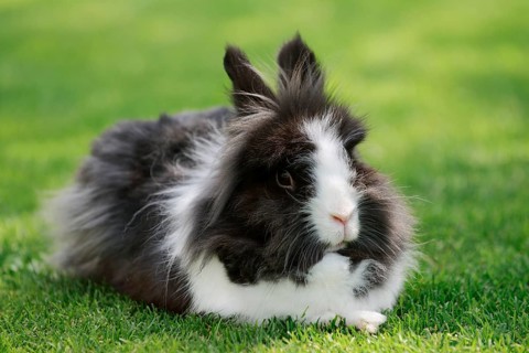 Lionhead rabbit (Oryctolagus cuniculus forma domestica) in a meadow, North Rhine-Westphalia,