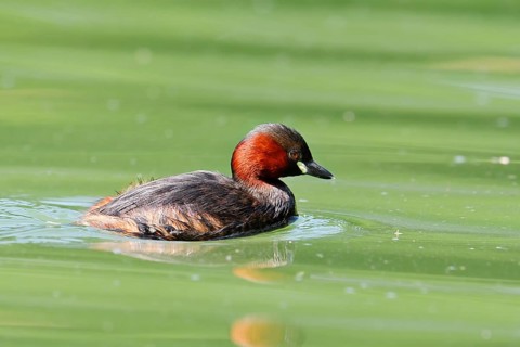 Little grebe (Tachybaptus ruficollis), North Rhine-Westphalia, Germany