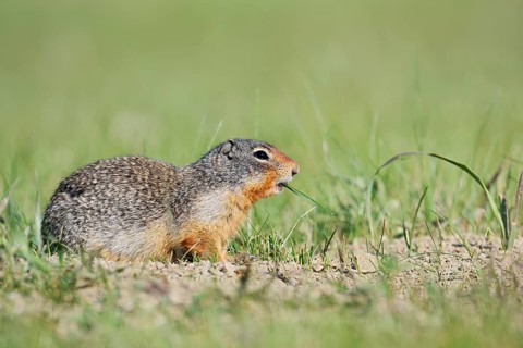 Columbia ground squirrel (Urocitellus columbianus, Spermophilus columbianus), Jasper National Park,