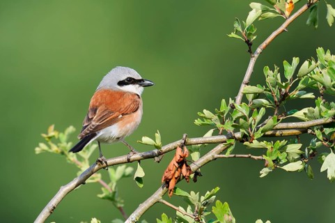 Red-backed shrike (Lanius collurio), male, North Rhine-Westphalia, Germany