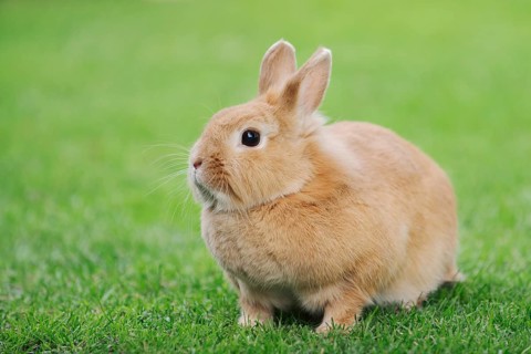 Dwarf rabbit (Oryctolagus cuniculus forma domestica) in a meadow, North Rhine-Westphalia, Germany
