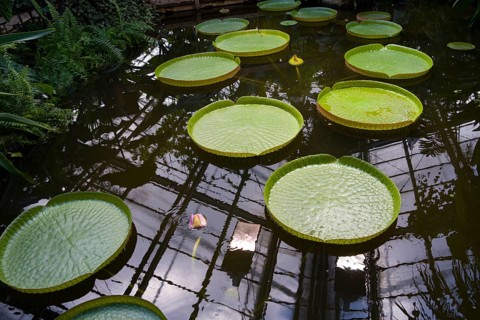 Victoria or giant waterlil, a genus of aquatic herbs in the plant family Nymphaeaceae, greenhouse