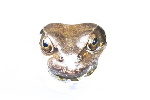 Common frog (Rana temporaria) adult amphibian on the water surface of a garden pond, England,