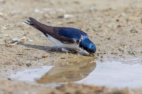 Common house martin, northern house martin (Delichon urbicum) collecting mud in beak from puddle
