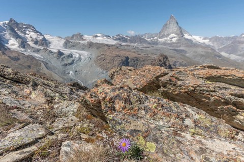 A solitary purple wildflower Aster des Alpes (Aster alpinus) rises from the rocky ground and