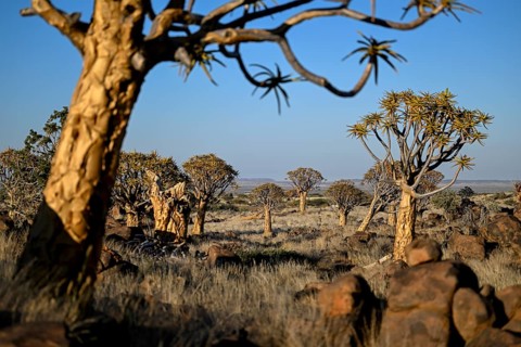 Quiver trees (Aloe dichotoma), quiver tree forest near Keetmanshoop, Karas Region, Namibia