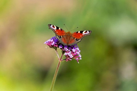 Butterfly, peacock butterfly (Aglais io), Purpletop vervain (Verbena bonariensis), Burgstemmen,