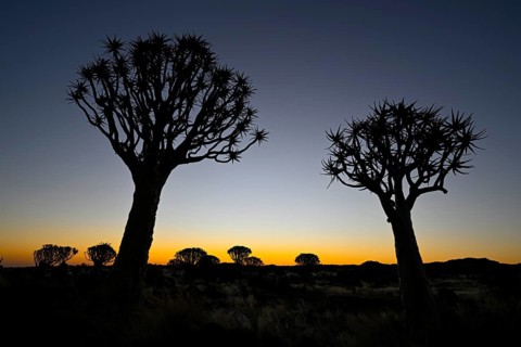 Quiver trees (Aloe dichotoma), blue hour, quiver tree forest near Keetmanshoop, Karas Region,