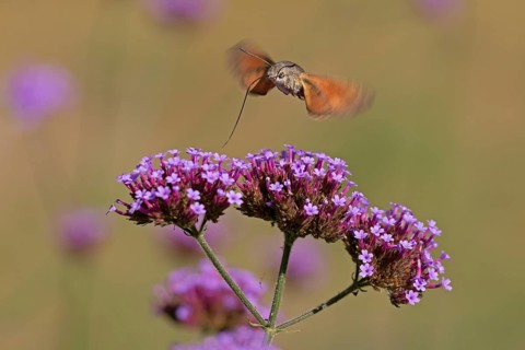 Butterfly, pigeon tail (Macroglossum stellatarum), also known as hummingbird butterfly or