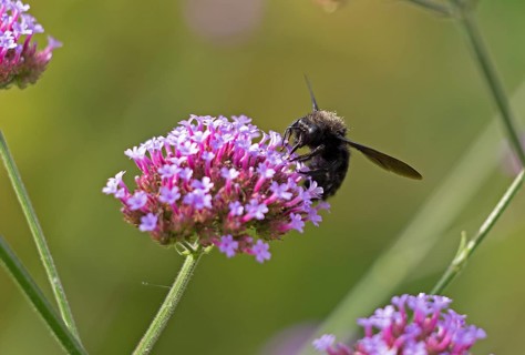 Wood bee (Xylocopa), Purpletop vervain (Verbena bonariensis), Burgstemmen, Nordstemmen, Lower