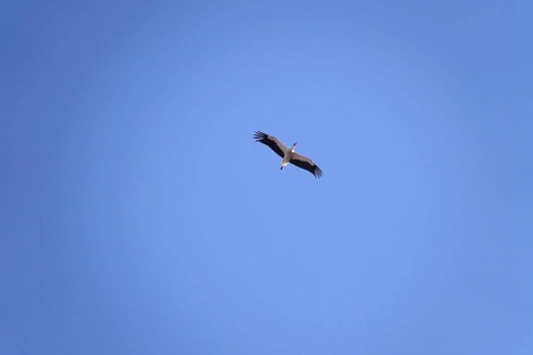 White stork, summer, Germany