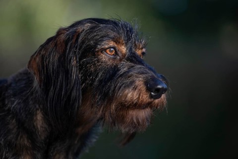 Rough-haired dachshund (Canis lupus familiaris) male, 4 years, animal portrait, attentive,