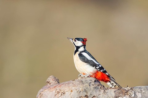 Great spotted woodpecker (Dendrocopus major) ml Germany