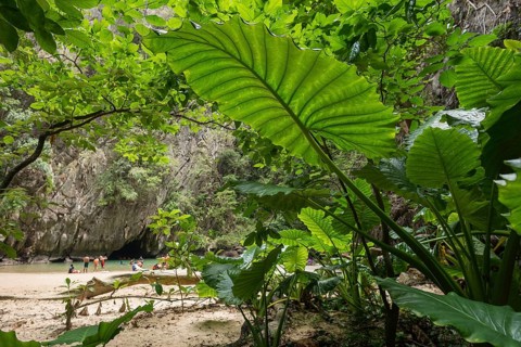 Sandy beach beach with cave in the rainforest, Emerald Cave, Koh Mook, Trang Province, Southern