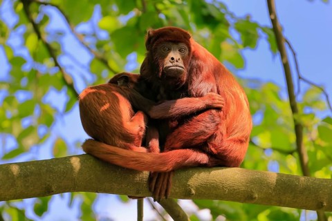 Venezuelan red howler (Alouatta seniculus), adult, female, juvenile, on tree, resting, South