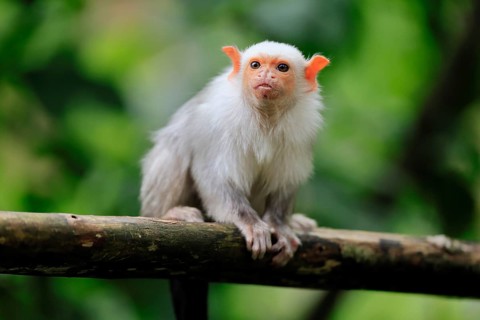 Silver marmoset (Mico argentatus, Syn.: Callithrix argentata), silver marmoset, adult, sitting on