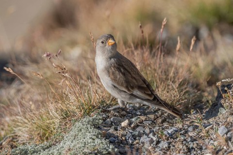 A young white snowfinch (Montifringilla nivalis) searches for food between rocks and grass. The