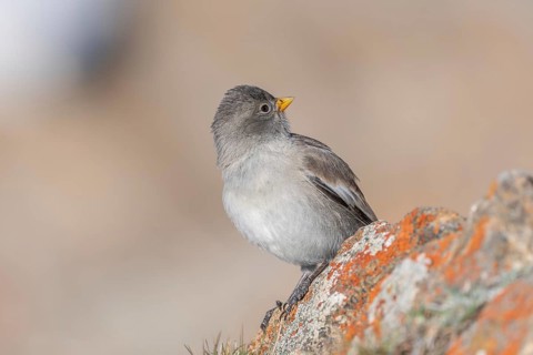 A young white snowfinch (Montifringilla nivalis) with grey feathers and a bright orange beak sits