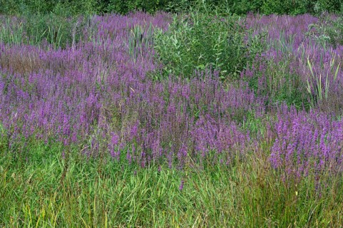 Purple loosestrife (Lythrum salicaria) in a dry carp pond, Eckental, Middle Franconia, Bavaria,
