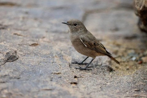 Rusty-tailed Wheatear, (Oenanthe familiaris), adult, alert, Mountain Zebra National Park, South
