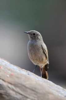 Rusty-tailed Wheatear, (Oenanthe familiaris), adult, alert, Mountain Zebra National Park, South