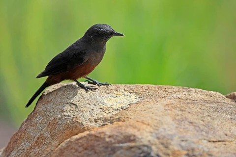Red-bellied Wheatear (Thamnolaea cinnamomeiventris), adult, female, on the ground, foraging,