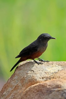 Red-bellied Wheatear (Thamnolaea cinnamomeiventris), adult, female, on the ground, foraging,